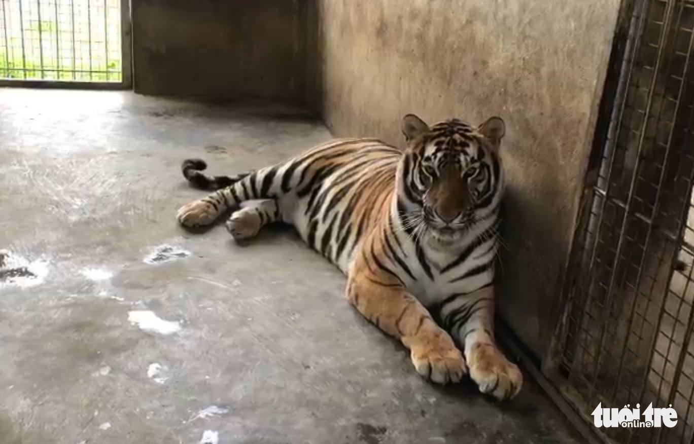 Seven tigers given new life after rescue from illegal wildlife trade in  Vietnam
