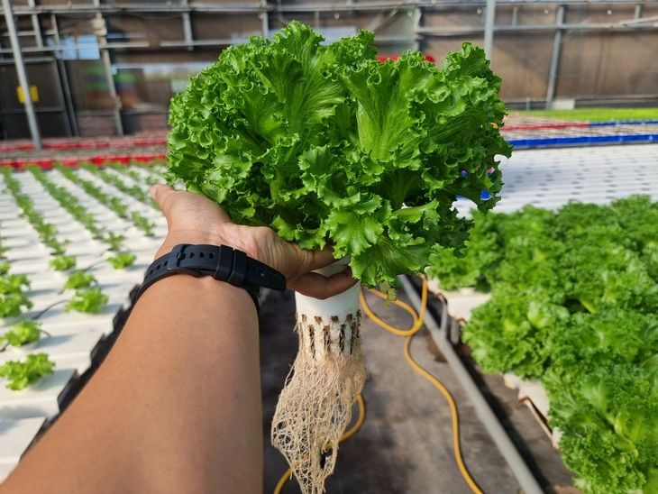 Lettuce grown at Lam Ngoc Tuan’s hydroponic farm in Ho Chi Minh City. Photo: T.N. / Tuoi Tre