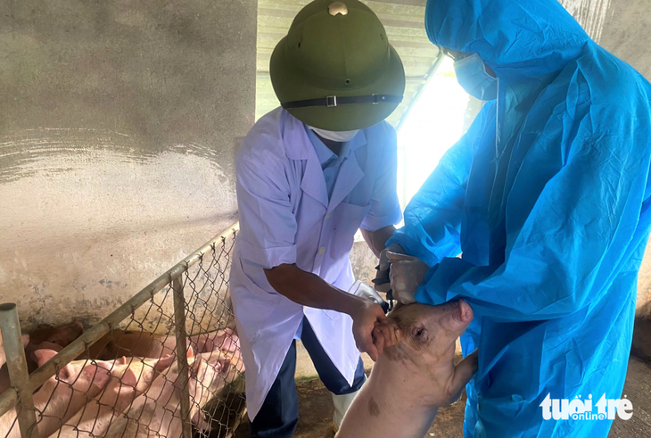 Two veterinarians inject a pig with the African swine fever vaccine. Photo: Doan Hoa / Tuoi Tre