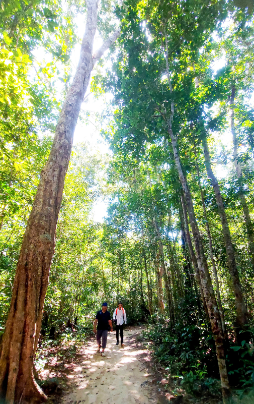 High trees line the path leading to Tien Stream on both sides. Photo: Chi Cong / Tuoi Tre