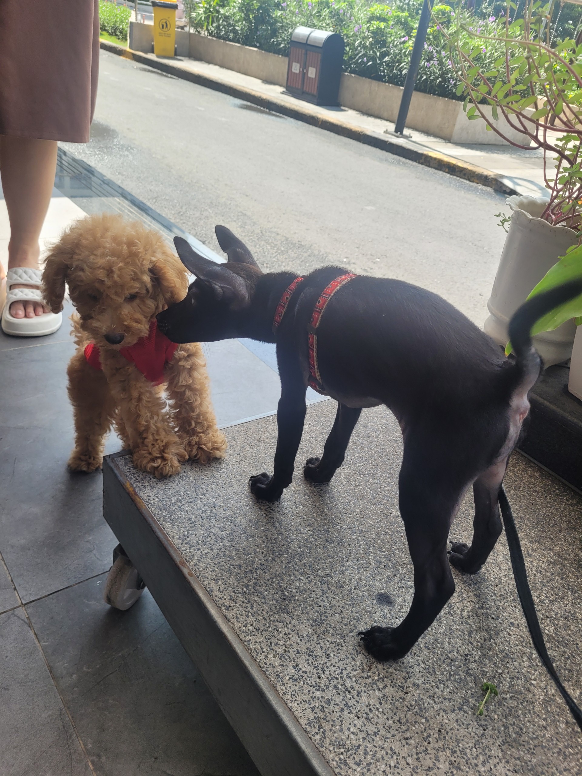 Mun (right) plays with another pet dog at a cafe in Binh Thanh District, Ho Chi Minh City. Photo: Ray Kuschert / Tuoi Tre News